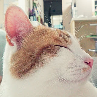 リビング/毎日感謝✨/猫のチー/平和な毎日/猫ばかりですいません(;゜0゜)...などのインテリア実例 - 2017-07-28 21:32:03