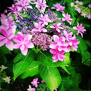 アジサイ 墨田の花火のおしゃれなアレンジ 飾り方のインテリア実例 Roomclip ルームクリップ