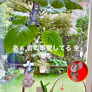 台風(°o°；)彡(ᯅ̈ )/観葉植物のある暮らし/孫たちの成長(ृˊ◡˴⁎৲ु॰∘♡/閲覧ありがとう꒰୨୧꒱•͈ᴗ•͈꒰୨୧꒱/感謝₍₍ ू(ᴗ̤ .̮ ᴗ̤ ू̀ )...などのインテリア実例 - 2022-09-06 09:32:08