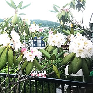 壁/天井/お庭の花のインテリア実例 - 2017-06-22 19:06:48