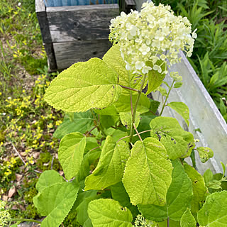 庭/紫陽花/アナベル/お気に入りの場所/おきにいり空間...などのインテリア実例 - 2023-06-04 13:57:02