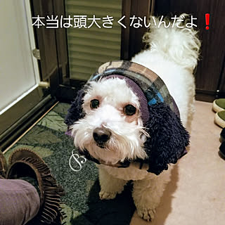 玄関/入り口/癒しセット/ビションフリーゼ/わんこのいる暮らし/愛犬アンディ♂５才...などのインテリア実例 - 2021-02-26 23:03:39