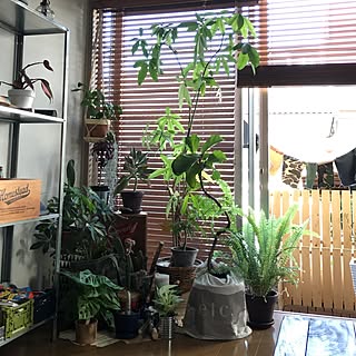 部屋全体/植物/多肉植物/観葉植物/サボテン...などのインテリア実例 - 2016-05-22 07:20:30