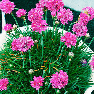 玄関/入り口/趣味/植物のある暮らし/庭のお花/ピンク色のお花...などのインテリア実例 - 2021-04-21 19:19:21