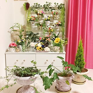 壁/天井/新年１枚目/植物いっぱい/ゴールドクレスト/アイビー...などのインテリア実例 - 2016-01-01 20:17:05