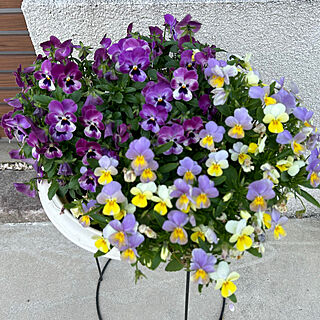 紫色の花/ガーデニングが好き/庭/平屋暮らし/花が好き...などのインテリア実例 - 2023-04-03 07:38:24