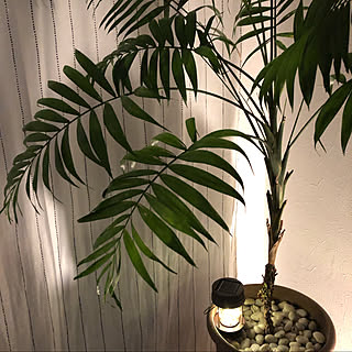 カーテン/IKEA/観葉植物/照明/リビングのインテリア実例 - 2021-01-18 23:09:33