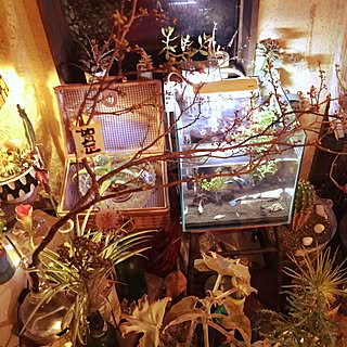 リビング/観葉植物/多肉植物/アンティーク/熱帯魚♡のインテリア実例 - 2015-12-29 20:50:18