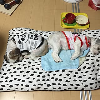 2匹で寝てます！/ケンカの毎日でしたが・./仲良し姉妹/我が家の愛犬/ちびっ子ギャング...などのインテリア実例 - 2016-09-29 00:49:27