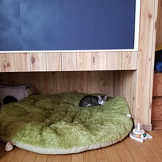 部屋全体/ねこ部屋/キャットスペース/猫/ねこ家...などのインテリア実例 - 2021-09-22 20:24:30