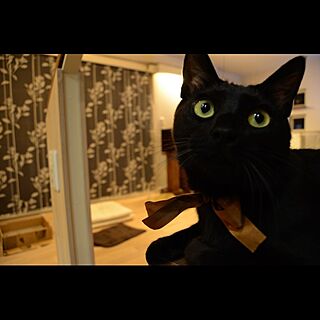 黒猫/ロデム/リビング/ネコのインテリア実例 - 2016-01-07 19:02:19