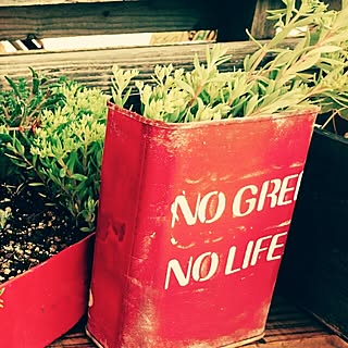 工具箱/NO GREEN NO LIFE/多肉植物/リメイク/ジャンクガーデン...などのインテリア実例 - 2015-05-29 12:38:57