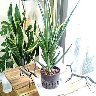 ボタニカル/植物のある暮らし/ボタニカルライフ/観葉植物/サンスベリア...などのインテリア実例 - 2016-06-14 07:27:56