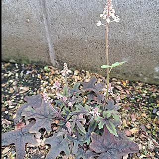 壁/天井/花のある暮らし/日陰の花壇/いやしの空間/にわのある暮らし...などのインテリア実例 - 2023-03-24 15:41:24