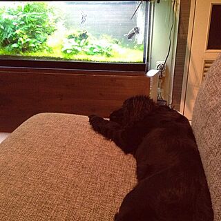 リビング/アクアリウム/真っ黒い犬写ってます。。。/水槽のインテリア実例 - 2015-08-02 22:15:08