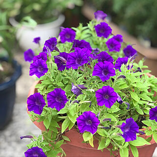 すぐ楽/紫色の花/10月の庭/皆様に感謝♡/お花が好き...などのインテリア実例 - 2021-10-01 15:26:34