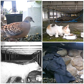 地域猫/野良猫/庭に来る動物/うちの庭/ベッド周りのインテリア実例 - 2022-09-14 11:50:21