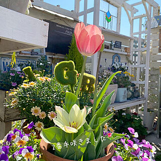 花のある暮らし/暮らしを楽しむ/フォローありがとうございます♪/花の寄せ植え/Instagram→r_6cafe...などのインテリア実例 - 2020-03-25 18:56:49