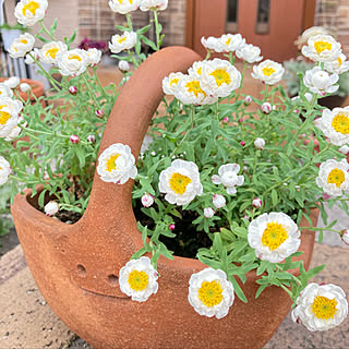 花かんざし/植物のある暮らし/小さい庭/花のある暮らし/いいね！フォローありがとうございます...などのインテリア実例 - 2021-03-12 21:19:53