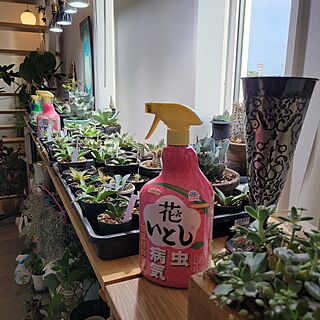 玄関/入り口/ガーデニング/花のある暮らし/害虫対策/アースガーデン...などのインテリア実例 - 2024-04-07 16:58:52