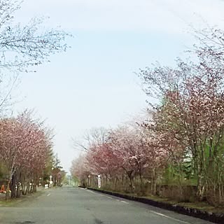 壁/天井/桜の木/通学路/のんびりまったり♪/RCの皆さまに感謝♡...などのインテリア実例 - 2015-05-13 11:32:21