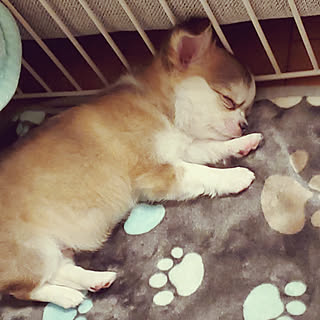 リビング/犬/愛犬と暮らす/いいね、フォロー本当に感謝です♡/愛犬のいる生活...などのインテリア実例 - 2022-01-30 09:13:34