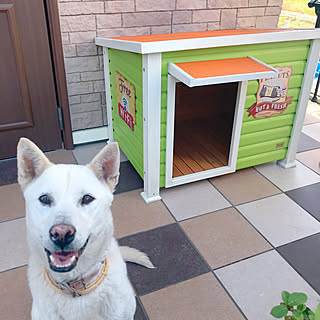 いちご♀/AwesomeStore/カラフル/犬小屋/玄関/入り口...などのインテリア実例 - 2019-05-25 15:41:41