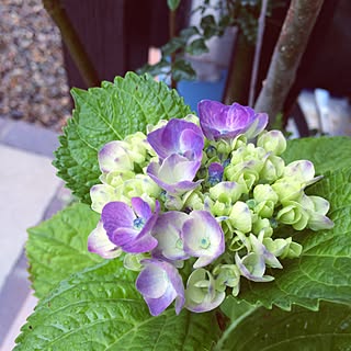 玄関/入り口/雨/紫陽花/癒し♡/ナチュラル...などのインテリア実例 - 2015-06-27 14:13:02