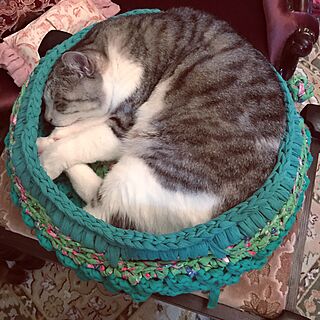 ベッド周り/NO CAT,NO LIFE❤️/猫/猫ベッド手編み/ズパゲッティ...などのインテリア実例 - 2017-05-12 23:28:26
