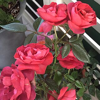 玄関/入り口/ベランダで鉢植えの薔薇/花のある暮らし/ベランダガーデン♪/いつもいいねをありがとうございます♡のインテリア実例 - 2017-06-03 22:25:03