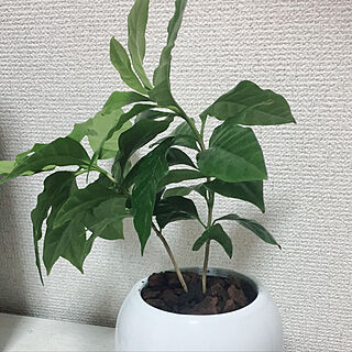 コーヒーの木/観葉植物のインテリア実例 - 2018-02-15 21:22:04