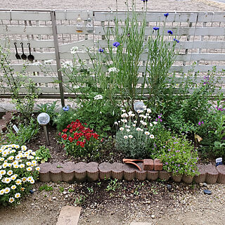 ベッド周り/南側花壇/小さな庭/植物いろいろのインテリア実例 - 2020-05-09 08:32:49