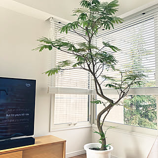 観葉植物 ねむの木のおしゃれなアレンジ 飾り方のインテリア実例 Roomclip ルームクリップ