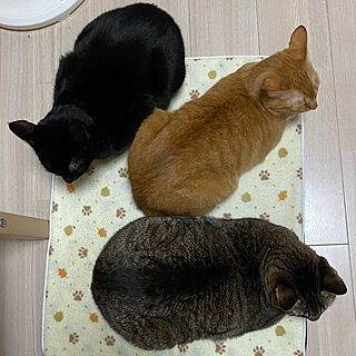 ありがとうございました/ひなたとひかげとひぐれ/猫三昧/今年最後/大晦日2021...などのインテリア実例 - 2021-12-31 23:12:11