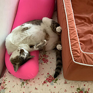 猫のいる日常/MOGUの抱き枕/部屋全体のインテリア実例 - 2022-06-09 16:25:01
