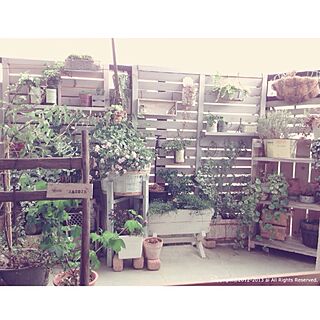 壁/天井/DIY/ai's small garden/ベランダガーデニング/植物...などのインテリア実例 - 2013-06-04 15:32:35