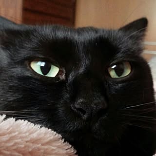 黒猫♡のインテリア実例 - 2016-03-22 20:21:31