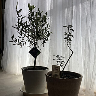 オリーブの鉢植え/1LDK 1人暮らし/植物のある暮らし/IKEA/賃貸...などのインテリア実例 - 2023-05-05 01:41:46