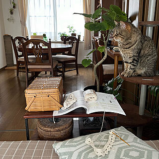 リビング/猫と暮らす/キャットタワー/ダイニングテーブルと椅子/観葉植物...などのインテリア実例 - 2024-04-25 18:33:08