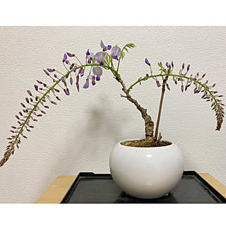 藤の花/植物のある暮らし/一人暮らし/1K/ベランダガーデン...などのインテリア実例 - 2021-03-31 22:46:58