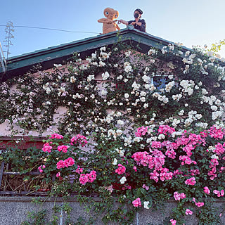 誘引/通いながらDIY/バラのある庭/rose garden/花壁...などのインテリア実例 - 2020-06-07 23:00:33