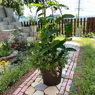 高さのある寄せ植え/寄せ植え/ガーデニング/癒しの空間/花のある暮らし...などのインテリア実例 - 2022-07-09 14:30:22