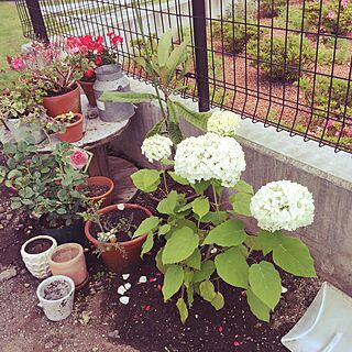 玄関/入り口/アナベル/植物のある暮らし/庭/植物...などのインテリア実例 - 2016-06-10 23:17:07