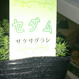 玄関/入り口/セダム/多肉/多肉植物ガーデン/多肉初心者...などのインテリア実例 - 2017-03-12 20:36:10