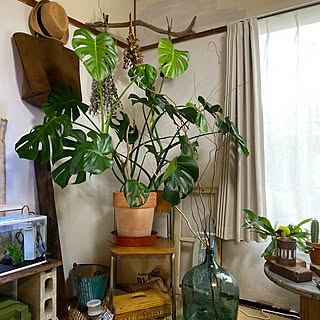 観葉植物のある暮らし/観葉植物/廃材利用/ケーブルドラム/グリーンのある暮らし...などのインテリア実例 - 2019-12-01 08:45:01