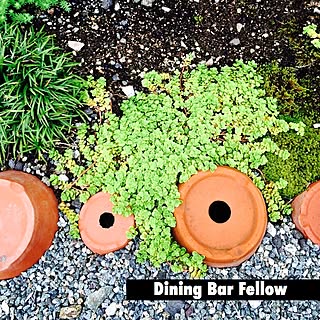 玄関/入り口/植物/NO GREEN NO LIFE/Dining Bar Fellow/セダム...などのインテリア実例 - 2016-05-30 08:56:27