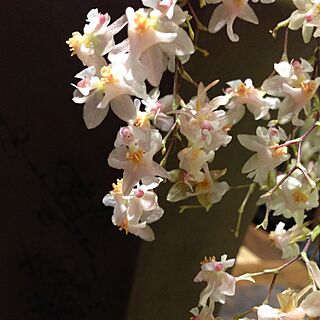盆栽/花のインテリア実例 - 2015-04-29 18:11:49