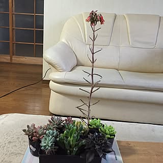 棚/植物/手作り/額縁アレンジ/お花...などのインテリア実例 - 2015-01-29 07:28:51