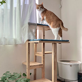 上から入る猫トイレのインテリア実例 ｜ RoomClip（ルームクリップ）