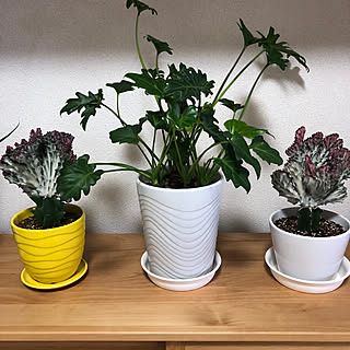 モモナチュラルの家具/モモナチュラル/キングマハラジャ/多肉植物のある暮らし/観葉植物のある生活...などのインテリア実例 - 2023-05-06 14:22:47